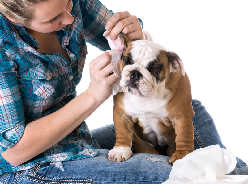 oren hond schoonmaken